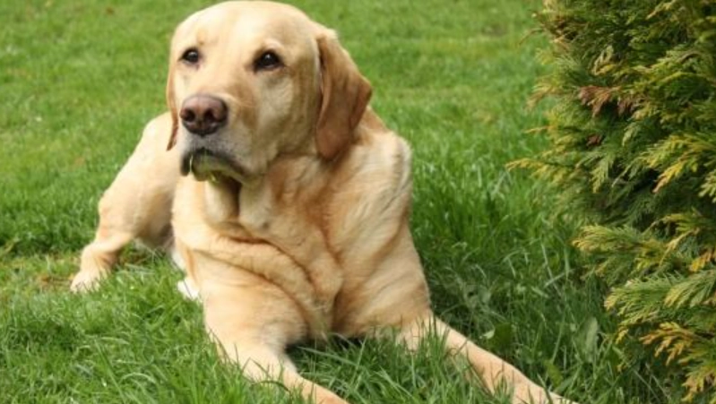 拉布拉多智商排名