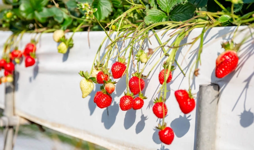 苗栗草莓園推薦