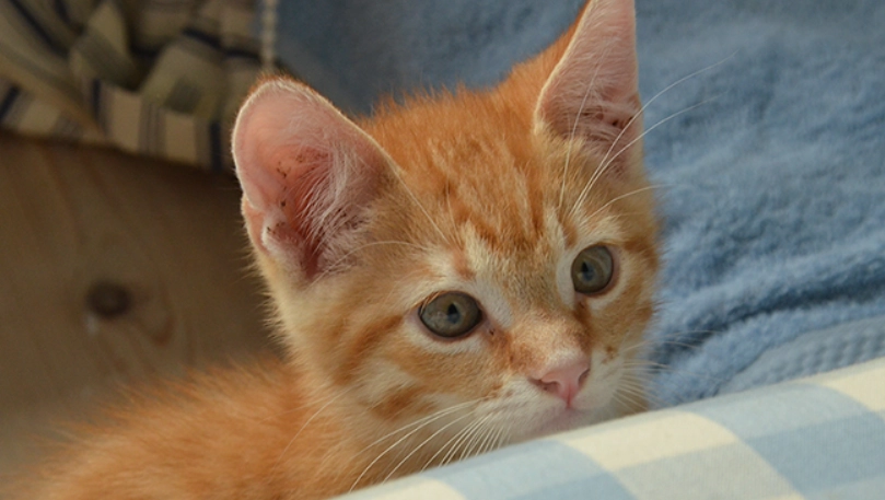 貓咪適應環境時間