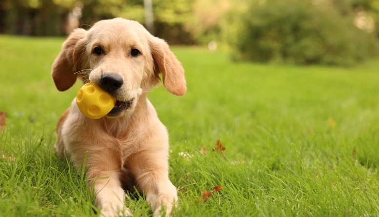 拉布拉多聰明嗎