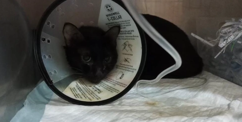 貓咪吐白色泡沫原因