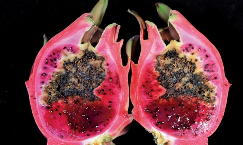 火龍果壞掉的樣子全解析：教你一眼判斷能否吃，避免食物浪費