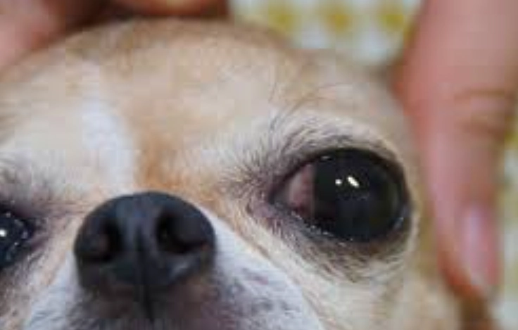 角膜受傷多久會好