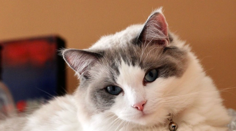 布偶貓花色種類