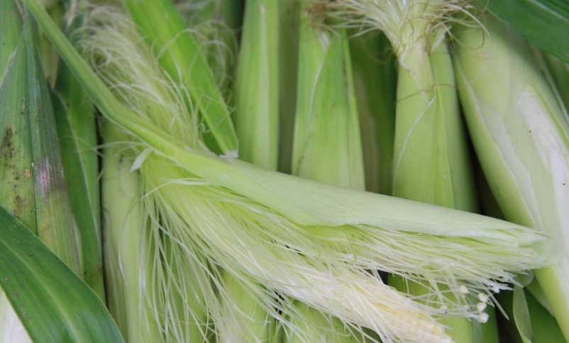 玉米鬚可以吃嗎？專家完整解析食用方法與健康益處