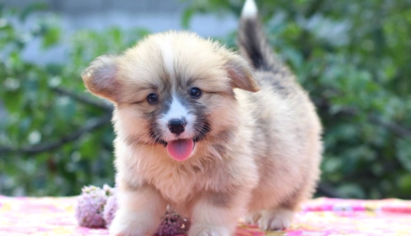 公狗結紮注意事項