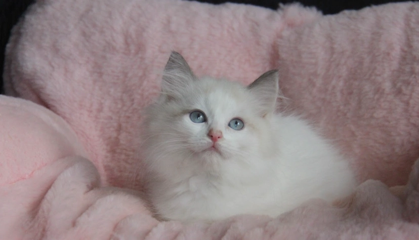 布偶貓花色遺傳