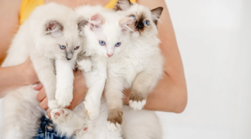 布偶貓花色遺傳