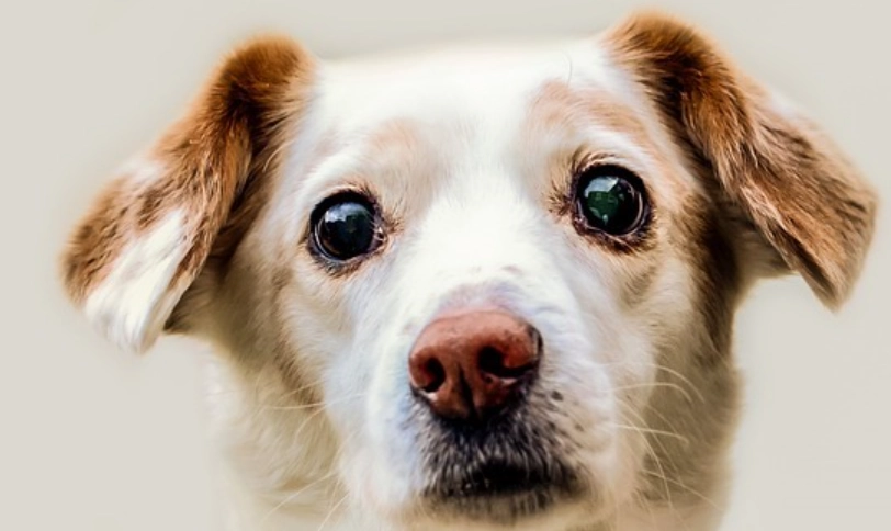 狗狗眼睛受傷怎麼辦