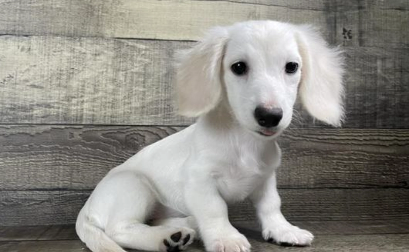 迷你臘腸狗優缺點