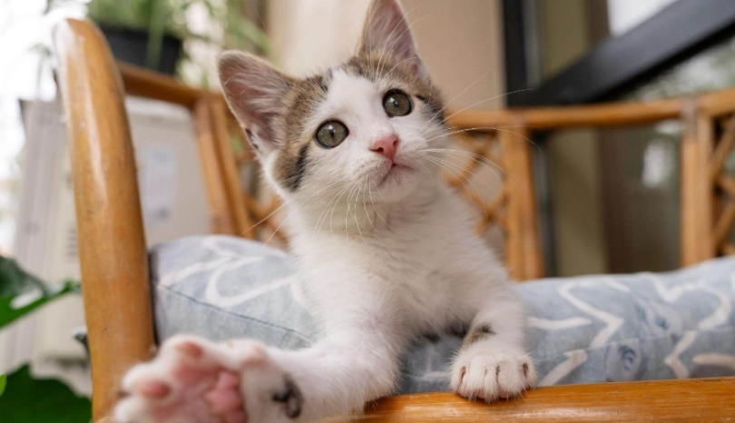 貓咪適應環境要多久