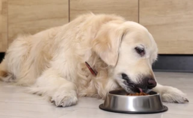 黃金獵犬飼料推薦