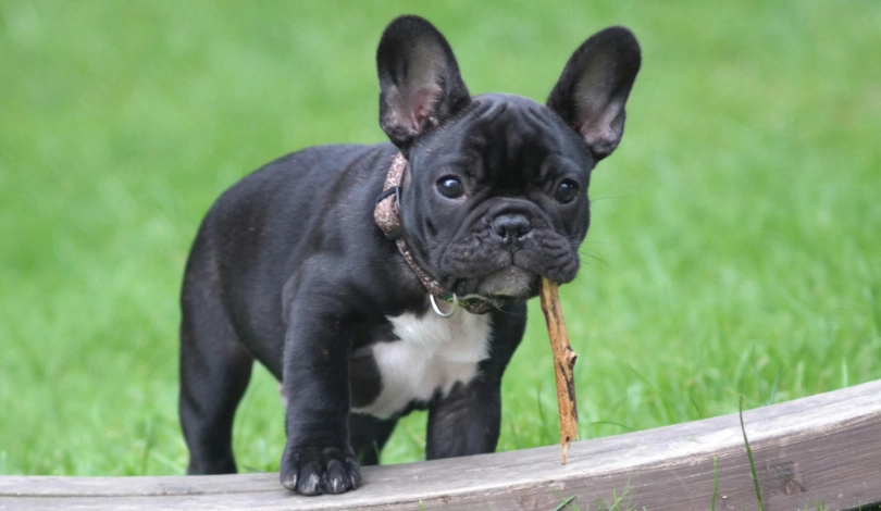 法國鬥牛犬飼養
