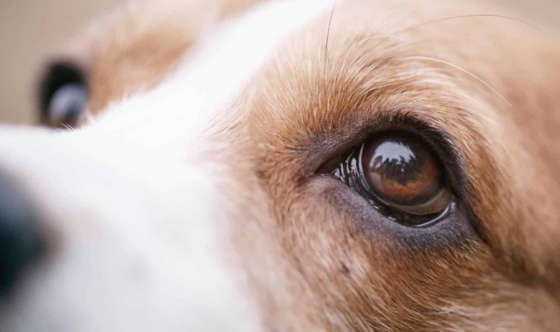 狗眼睛受傷處理
