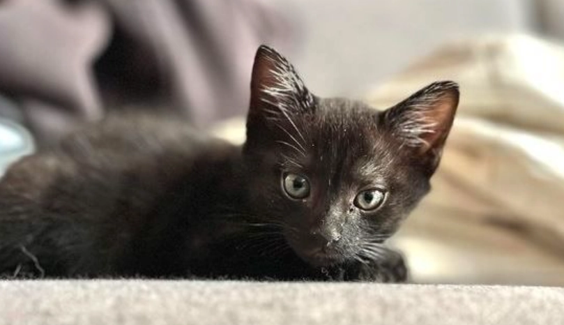 新手養貓注意事項