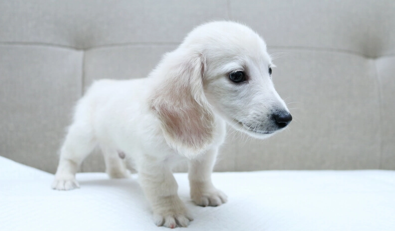 迷你臘腸狗飼養