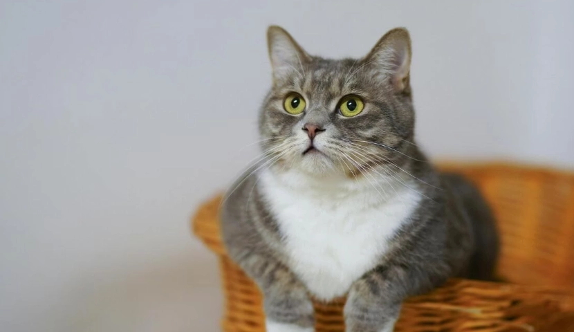 貓泌尿道疾病藥物