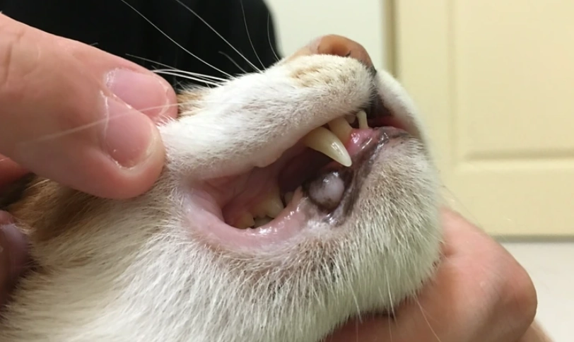 貓咪牙齒黑點