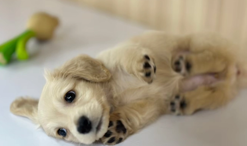 迷你臘腸狗優缺點