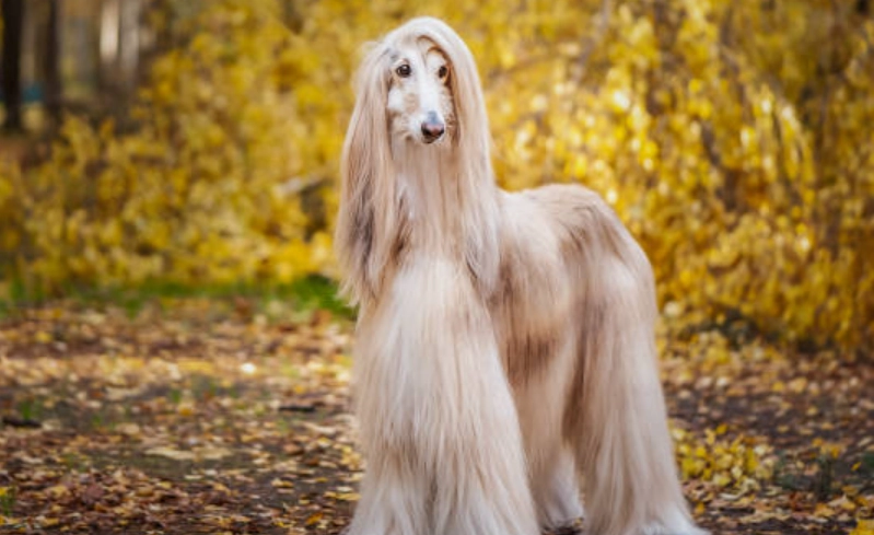 阿富汗獵犬 智商