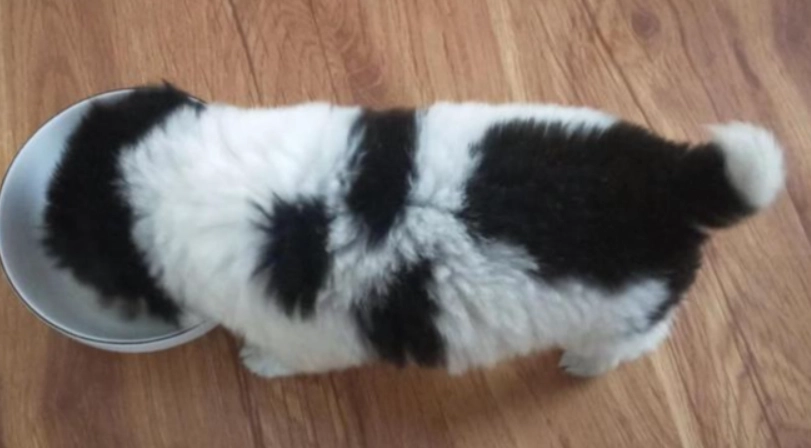 公狗結紮恢復期