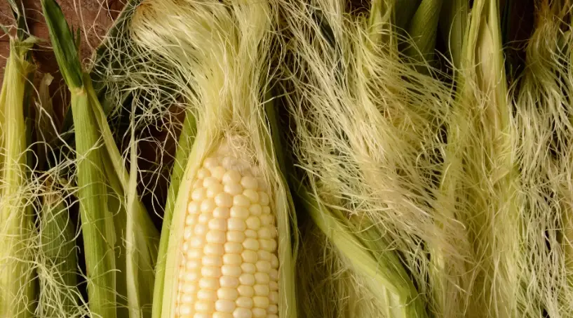 玉米鬚禁忌