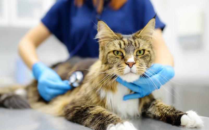 貓血尿原因 貓血尿原因