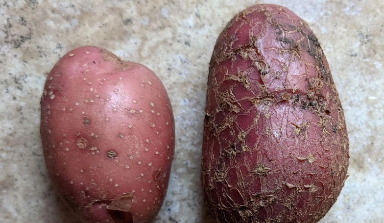 紅皮馬鈴薯料理