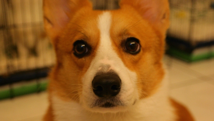 狗狗眼睛水泡全解析：原因、症狀、治療與預防終極指南