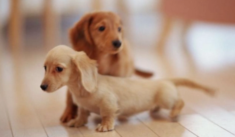 老年犬行為改變