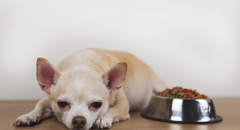 低敏狗飼料推薦