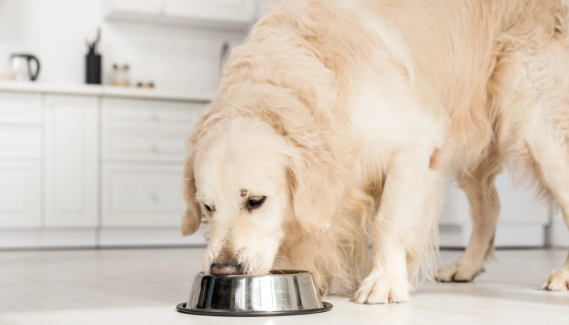 狗狗皮膚過敏飼料