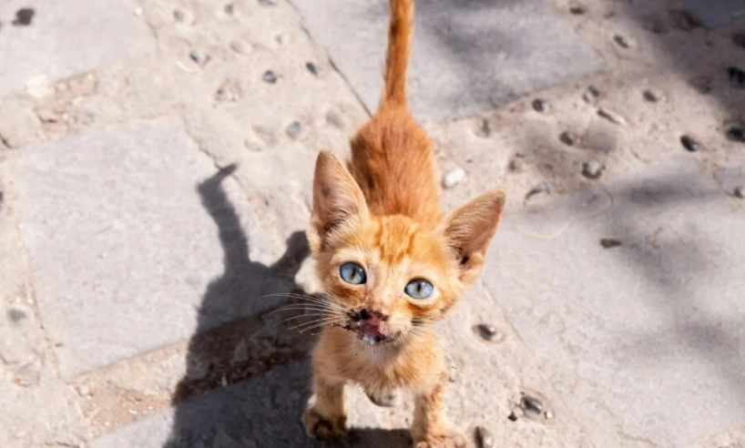 貓咪甩尾巴什麼意思