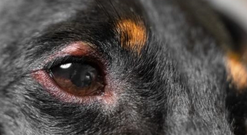 狗狗眼睛發紅