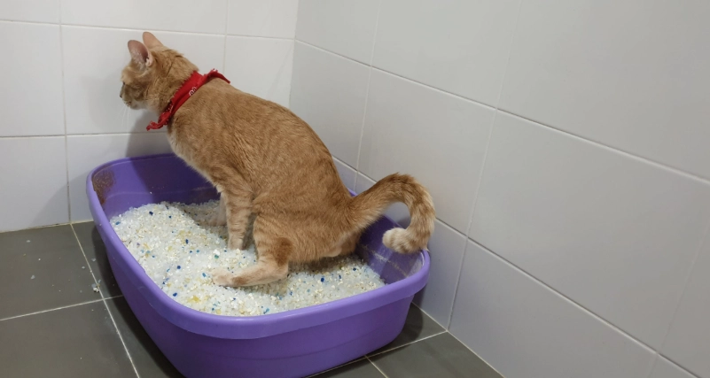 貓血尿原因 貓血尿原因