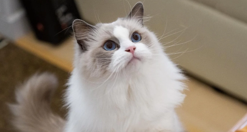 布偶貓 飼養 布偶貓 飼養