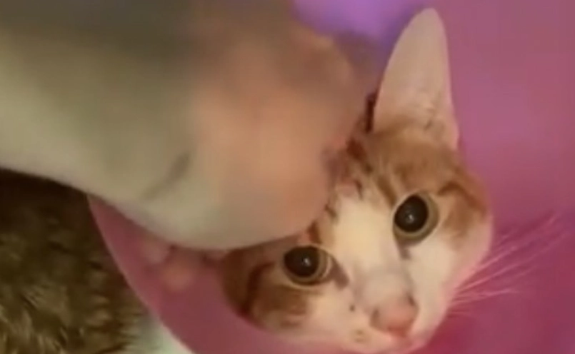 貓咪膀胱炎治療費用