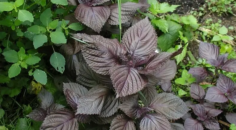 紫蘇功效 紫蘇功效