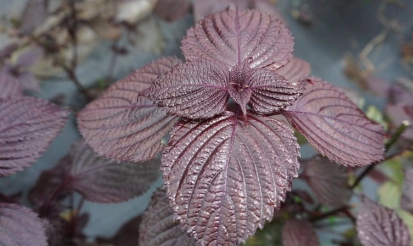 紫蘇禁忌 紫蘇禁忌