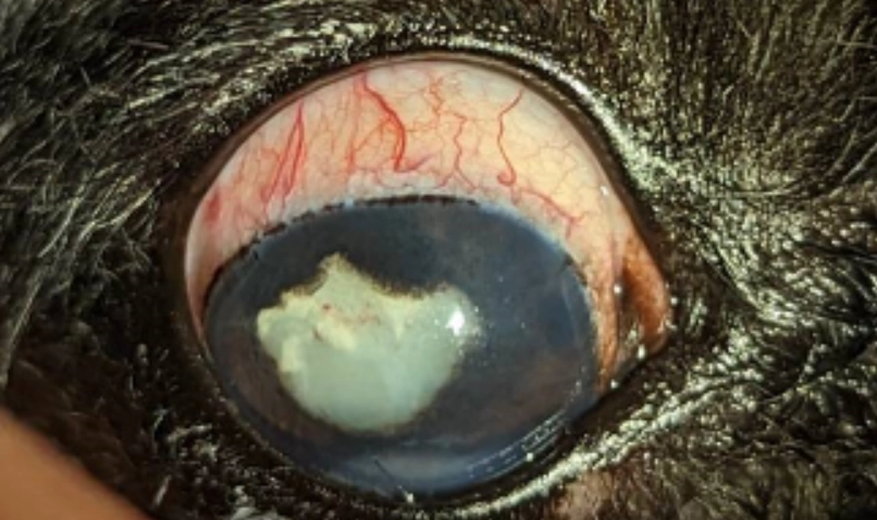 狗眼睛紅血絲原因