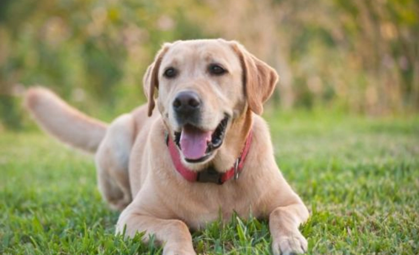 拉布拉多犬飼養困難