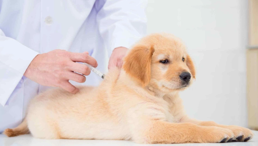 八合一疫苗施打時間 八合一疫苗施打時間