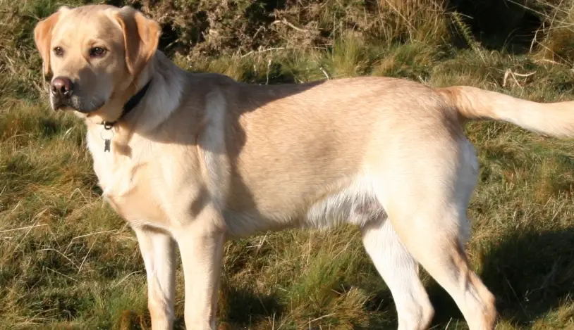 拉布拉多犬問題