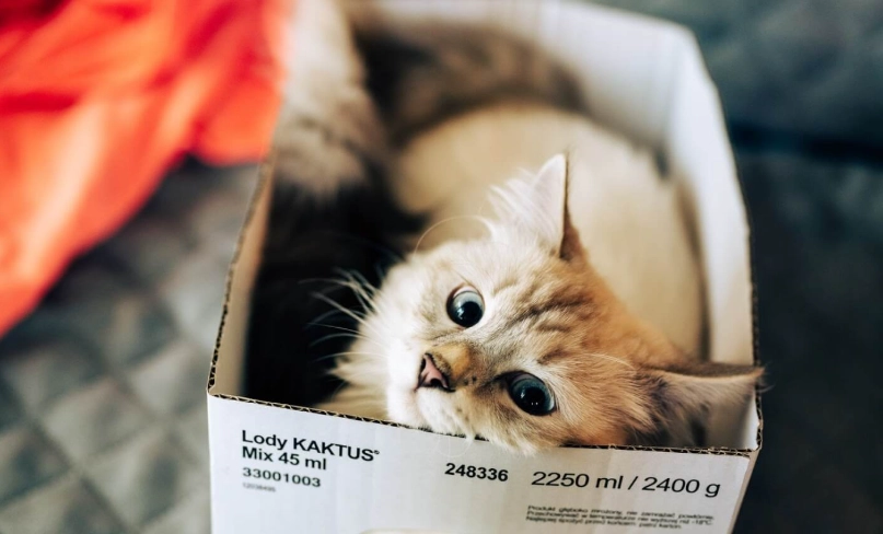 貓咪叫聲意思 貓咪叫聲意思