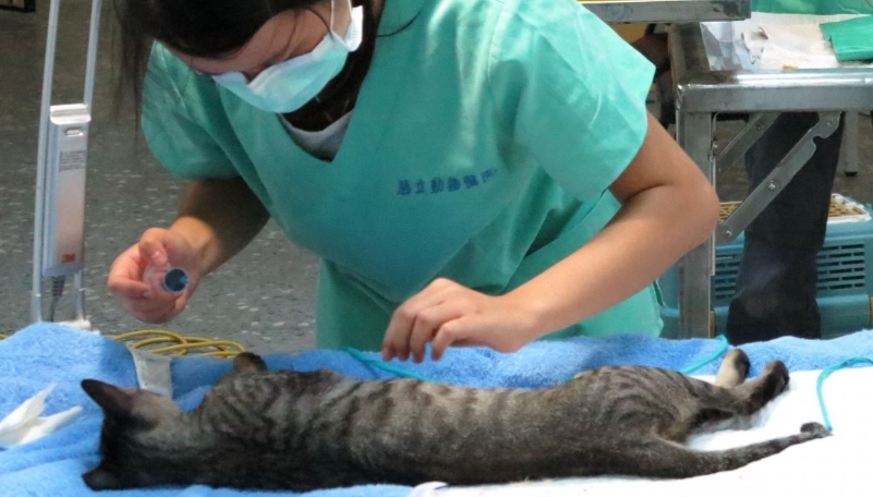 結紮後貓咪行為 結紮後貓咪行為