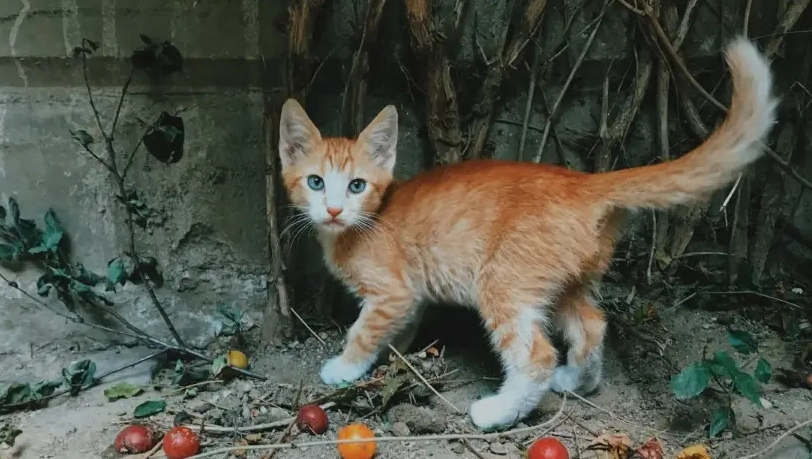 貓尾巴語言解讀