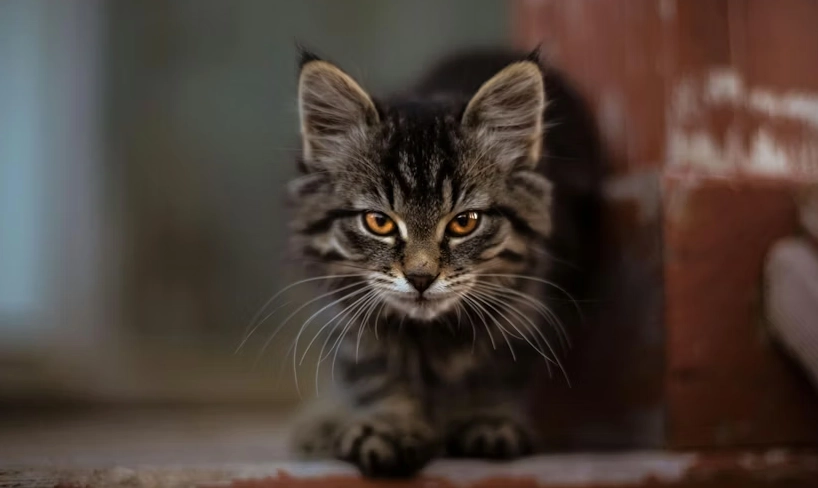 貓咪肢體語言 貓咪肢體語言