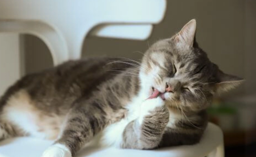 貓咪行為學 貓咪行為學