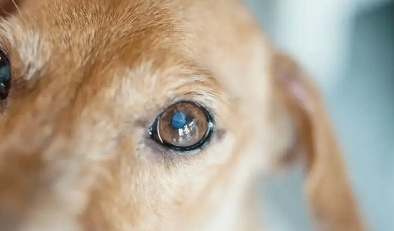 狗眼睛長水泡原因 狗眼睛長水泡原因