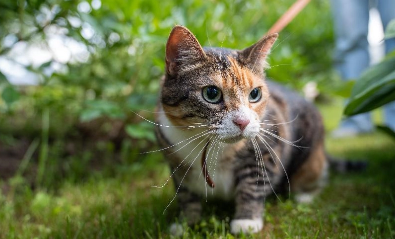 貓結紮後照顧 貓結紮後照顧